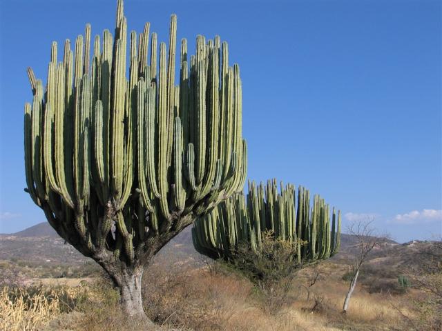 MEX - 011_ 23_2.JPG