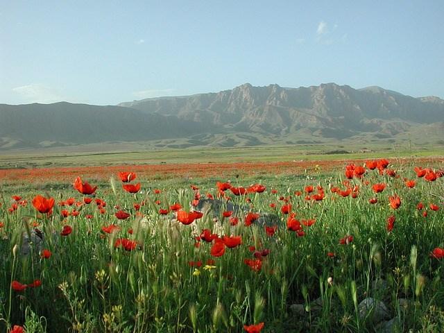 Ararat 2.jpg