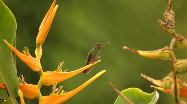 birds-2390978_1280.jpg
