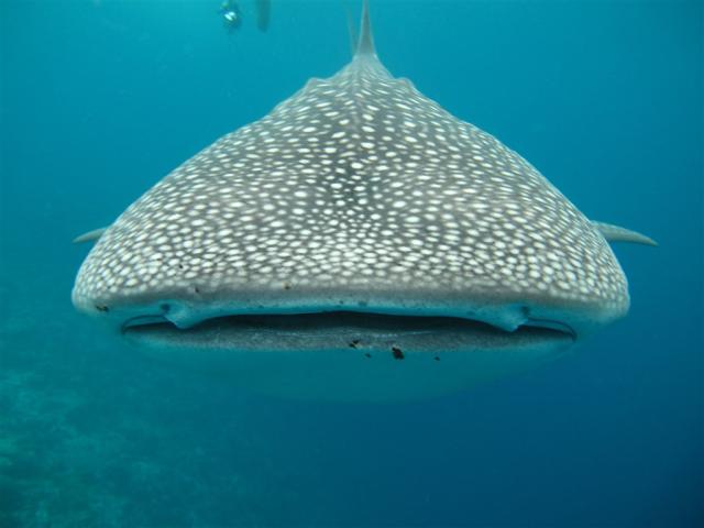whale-shark-363623.jpg