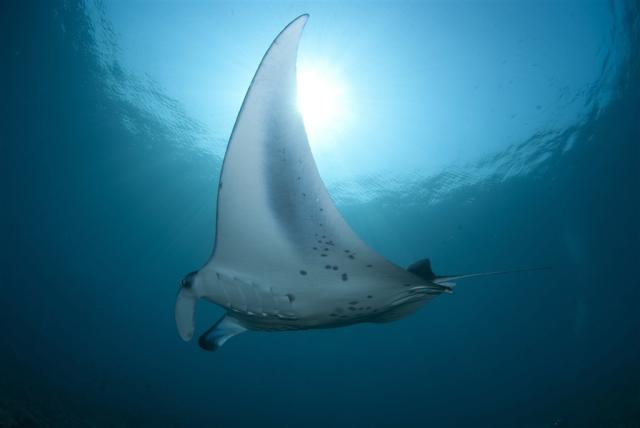 stingray-2311561.jpg