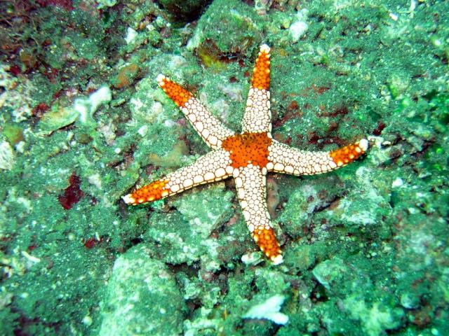 ocean-202074.jpg