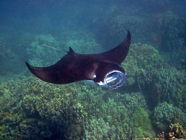 manta-ray-547164.jpg
