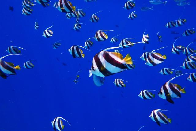 fish-2733323.jpg