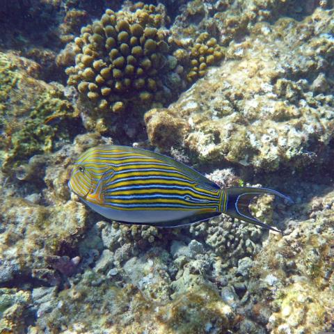 seawater-fish-656597.jpg