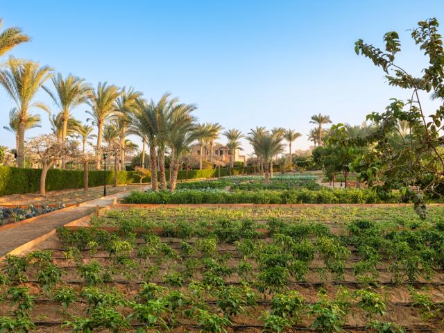 MOVENPICK RESORT EL QUSEIR - Obecné - Obecné