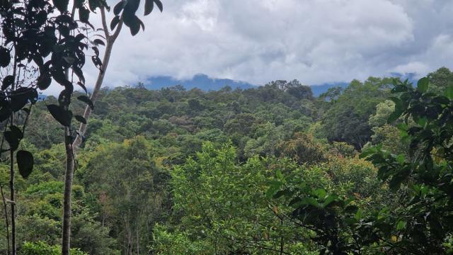 Poznávací zájezd Borneo