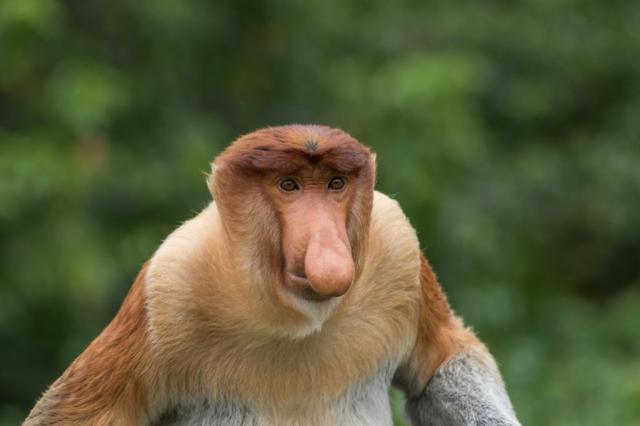 Poznávací zájezd Borneo
