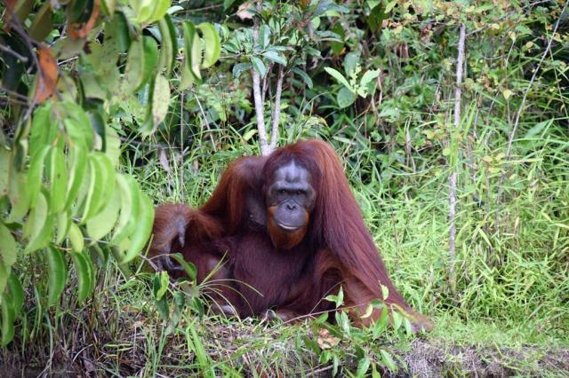 Poznávací zájezd Borneo