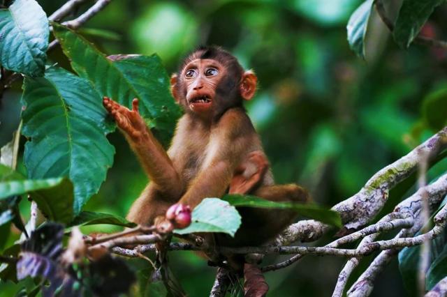 Poznávací zájezd Borneo