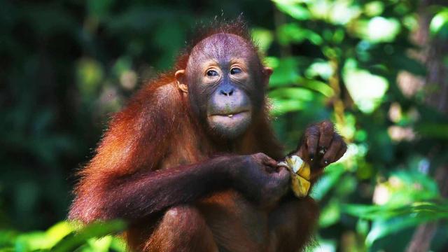 Poznávací zájezd Borneo