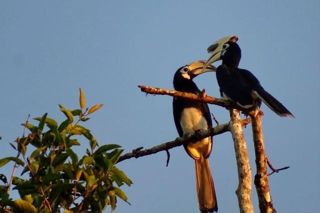 Poznávací zájezd Borneo