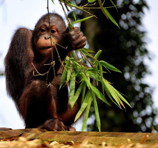 Poznávací zájezd Borneo