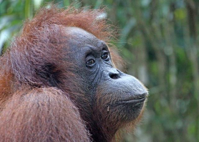 Orangutan
