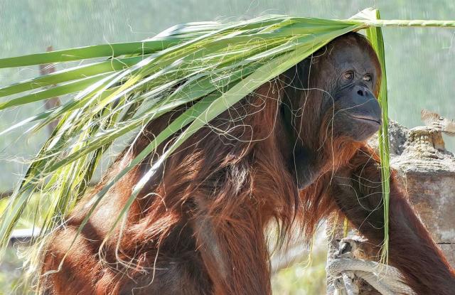 Orangutan