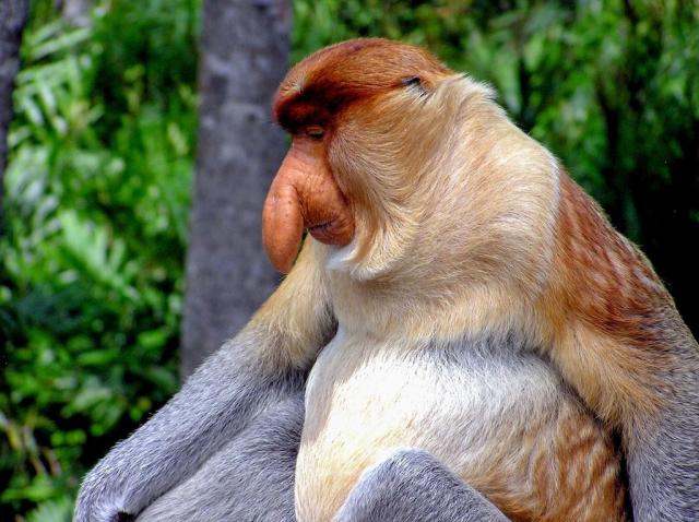 Poznávací zájezd Borneo
