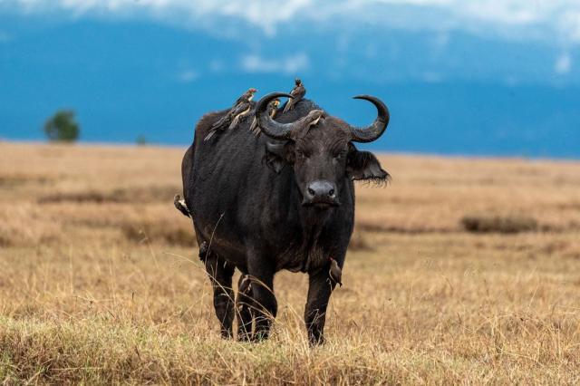 Samburu