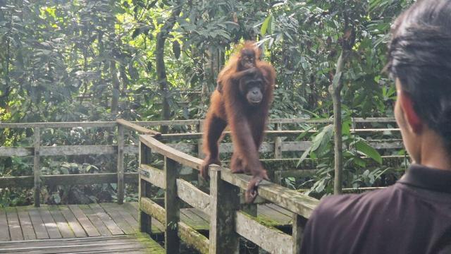 Orangutan Sepilok