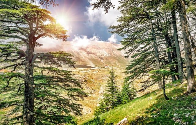 Libanon - krajina cédrových stromov -