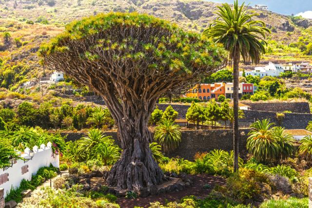 Tenerife - Klenot Kanárskych ostrovov