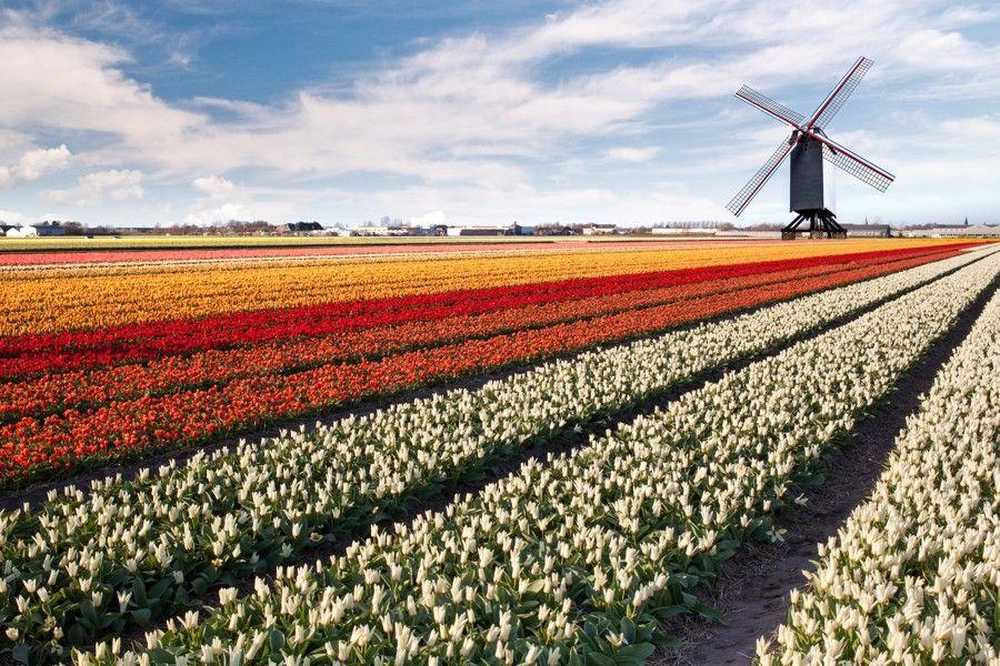 Holandsko na skok - Keukenhof, Květinové korzo 2025