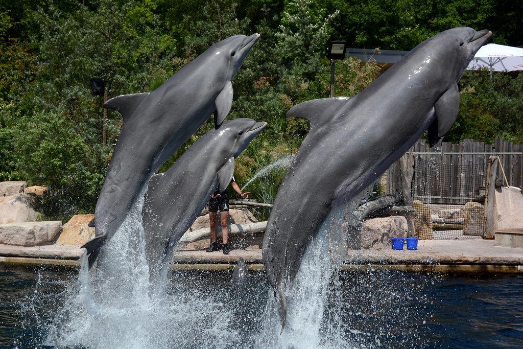 Zoo немецкий. Нюрнберг зоопарк. Зоопарк дельфинарий. Дельфинарий Нюрнберг. Дельфинарий в зоопарке в Москве.