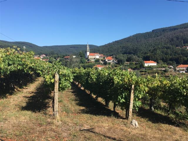 Svatojakubská portugalská 25