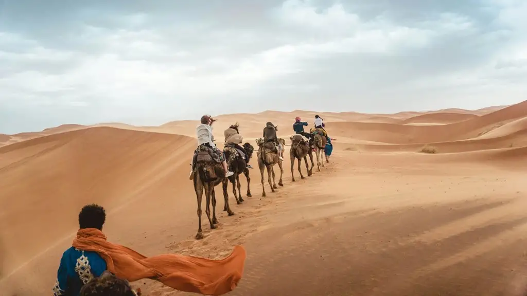 Camels in the sand dunes of Morroco